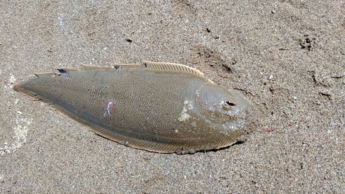 シタビラメの釣果