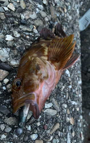 カサゴの釣果