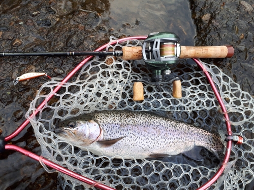 ニジマスの釣果