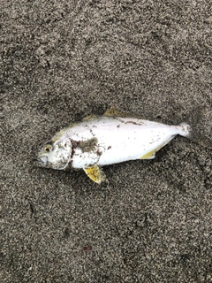 ショゴの釣果