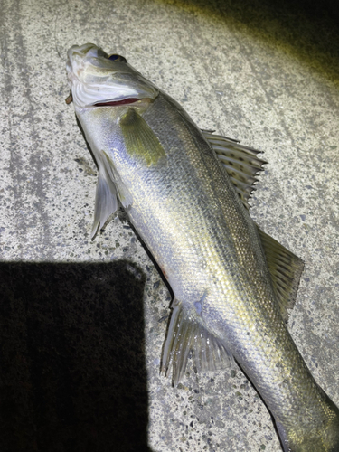 スズキの釣果