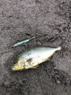 ショゴの釣果