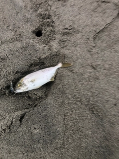 ショゴの釣果