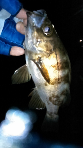 シロメバルの釣果