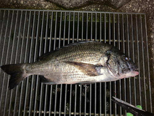 クロダイの釣果