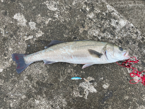 スズキの釣果