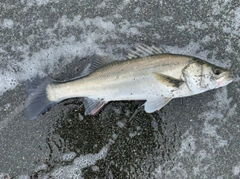 セイゴ（マルスズキ）の釣果