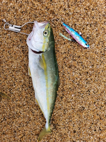 ツバスの釣果