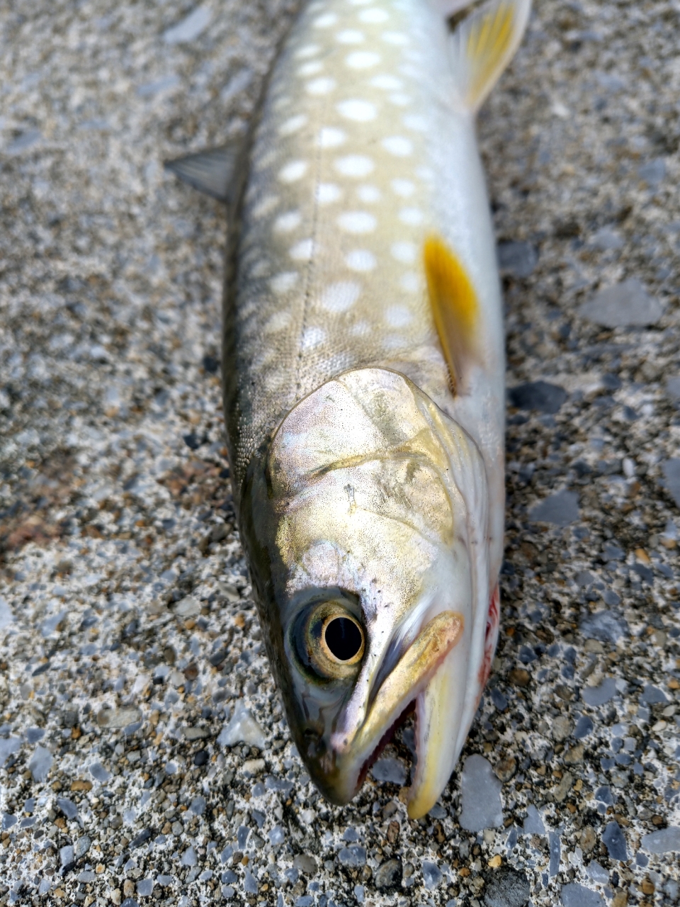 アメマス