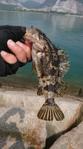 タケノコメバルの釣果