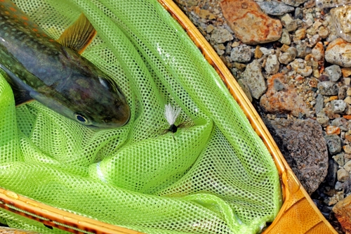 イワナの釣果