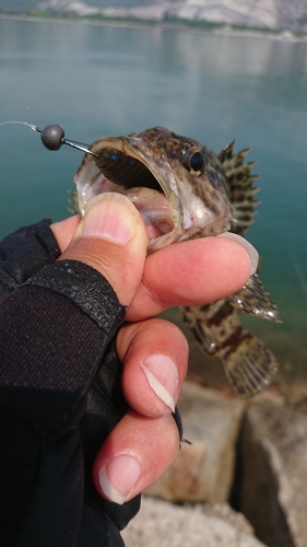 タケノコメバルの釣果