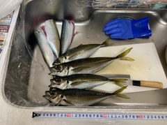 アジの釣果