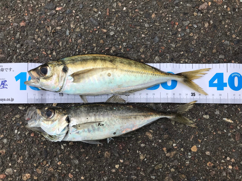 アジの釣果