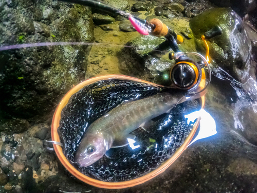 イワナの釣果