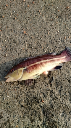 カンダイの釣果