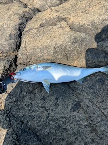 イナダの釣果