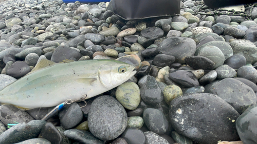 ワカシの釣果