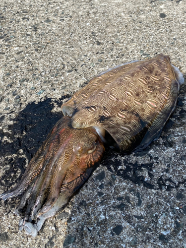 コウイカの釣果