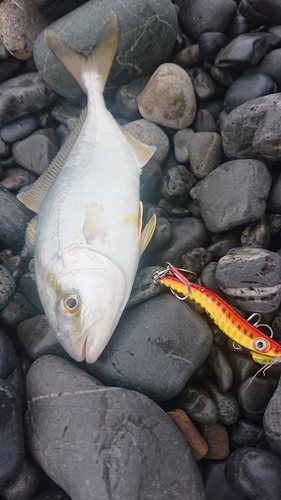 ショゴの釣果