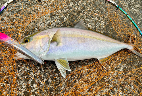 カンパチの釣果