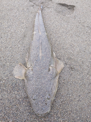 マゴチの釣果