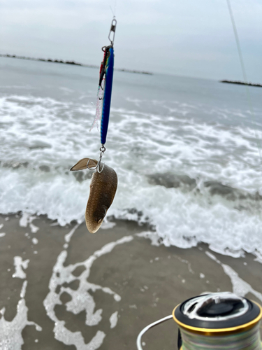 シタビラメの釣果