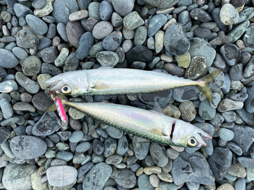 サバの釣果