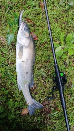 タイリクスズキの釣果