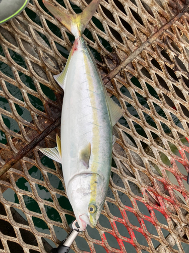 ハマチの釣果