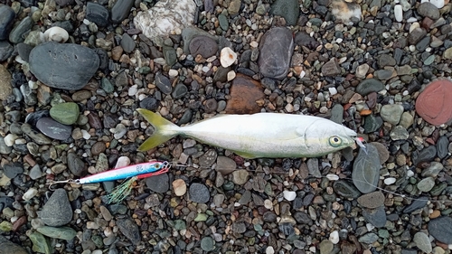 ワカナゴの釣果