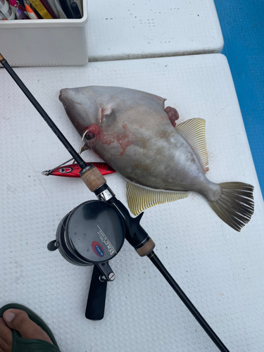 カワハギの釣果