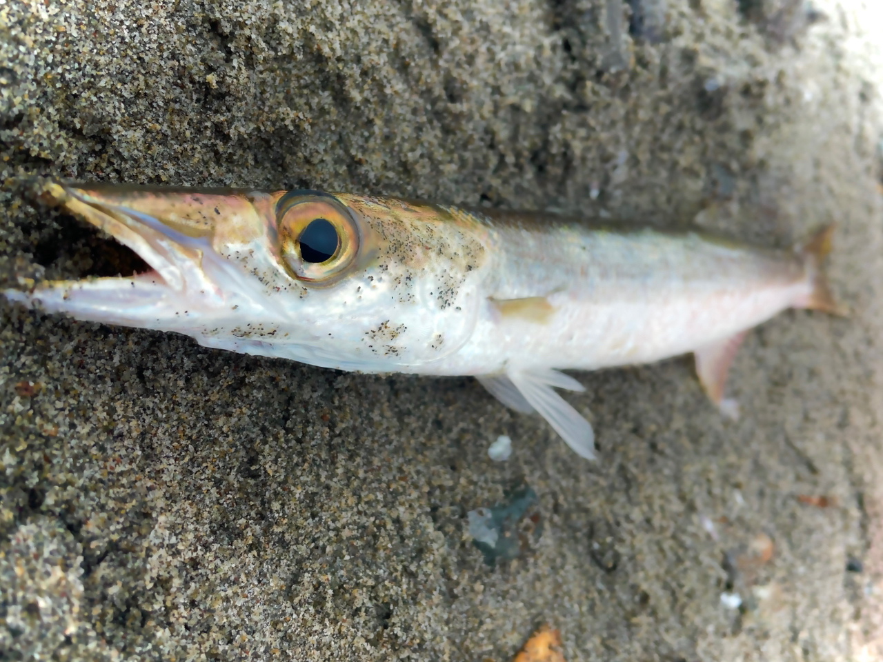 アカカマス