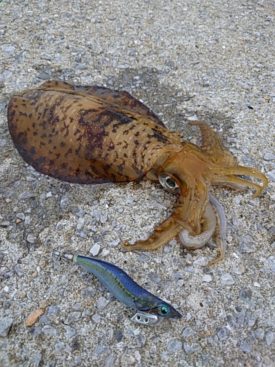 アオリイカ