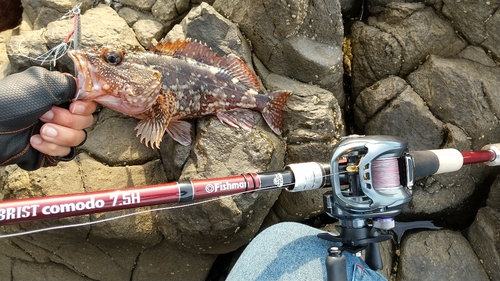 アラカブの釣果