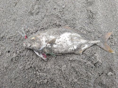 ショゴの釣果