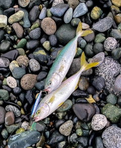 ワカシの釣果