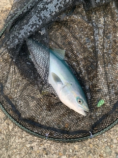 フクラギの釣果