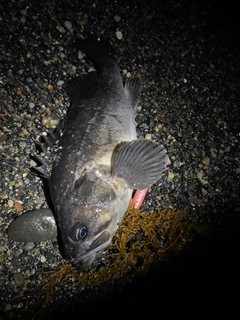 クロソイの釣果