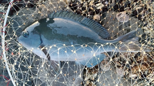 クチブトグレの釣果