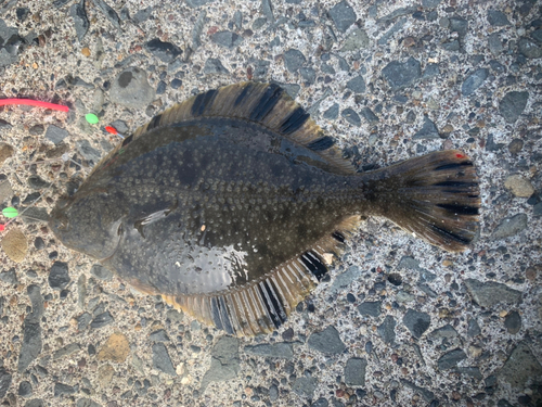 カレイの釣果