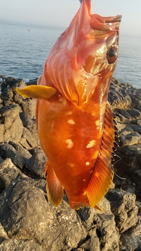 アカハタの釣果