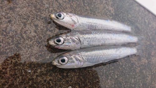 カタクチイワシの釣果