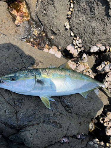 イナダの釣果