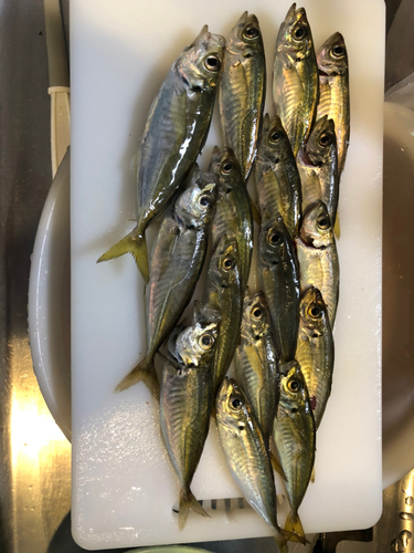 アジの釣果