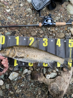 ニゴイの釣果