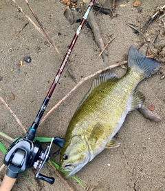 スモールマウスバスの釣果