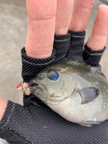 メジナの釣果