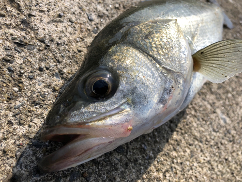 フッコ（マルスズキ）の釣果