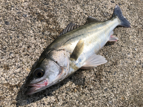 フッコ（マルスズキ）の釣果